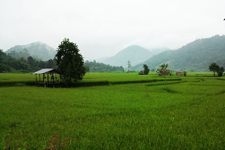 Rice Paddy Field, Thaton, Thailand